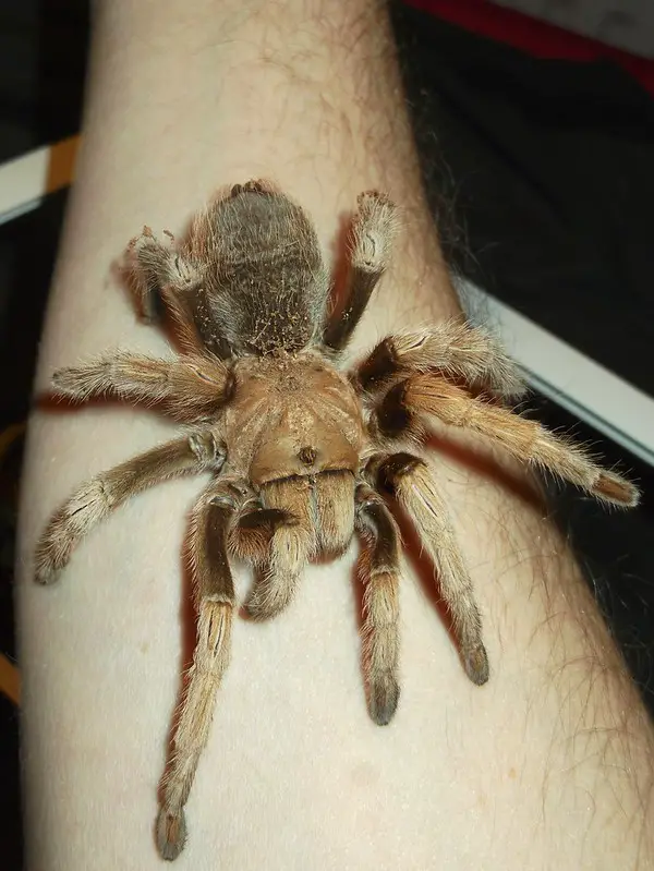 Range of Aphonopelma chalcodes - Arizona blonde tarantula in United States 