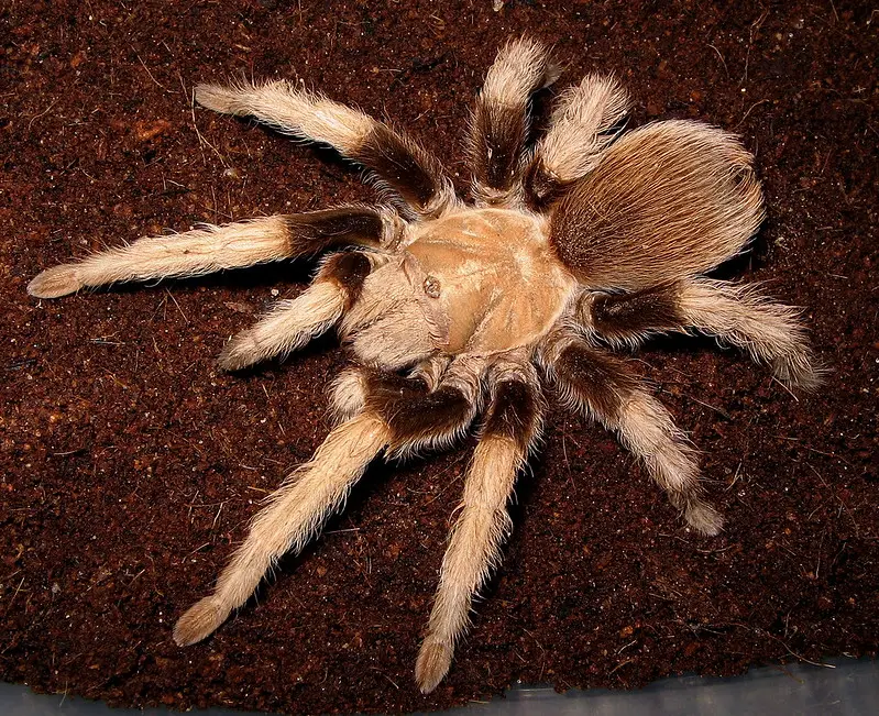 Aphonopelma chalcodes – Arizona blonde tarantula