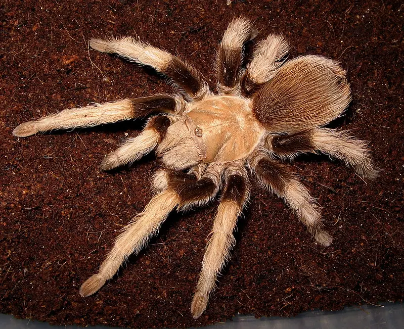 Arizona Blonde Hair Tarantula Care Sheet - wide 4