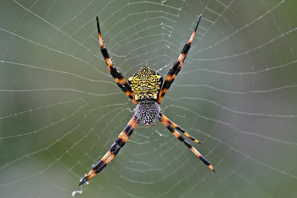 Argiope appensa – Hawaiian Argiope