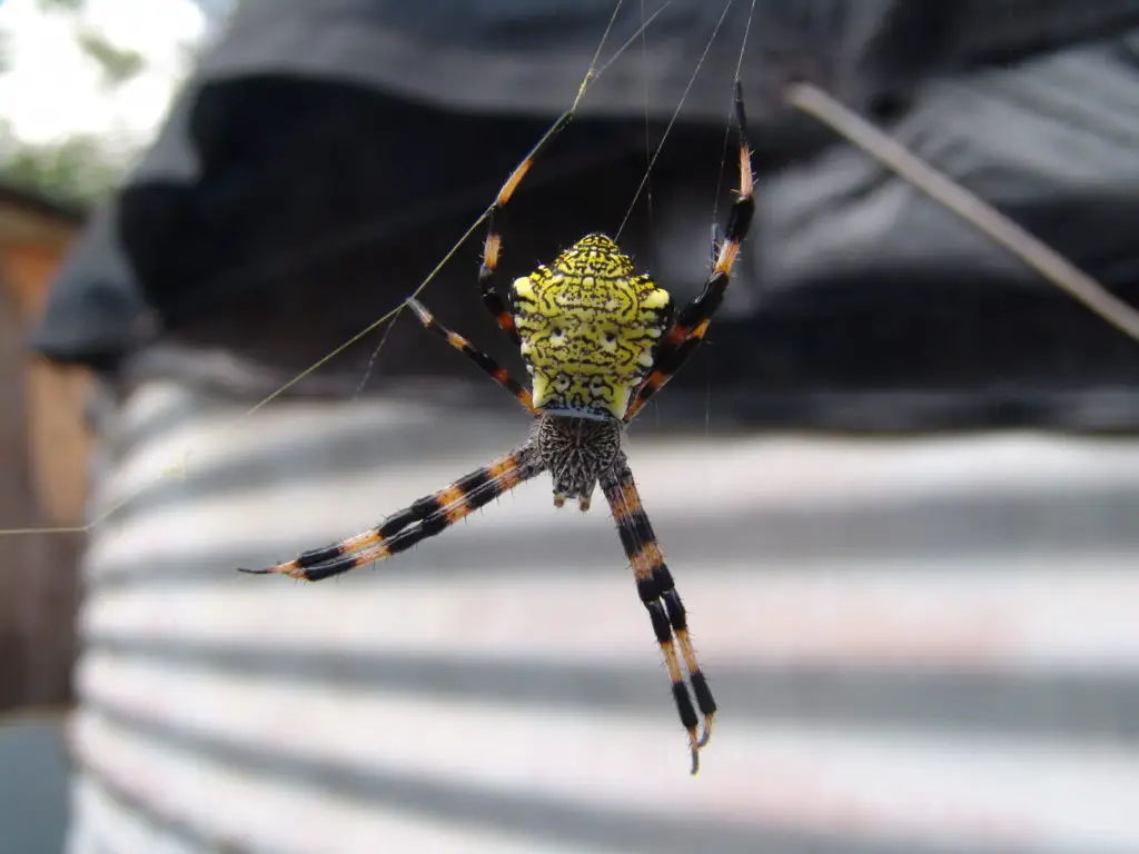 Range of  Argiope appensa - Hawaiian Argiope in United States 