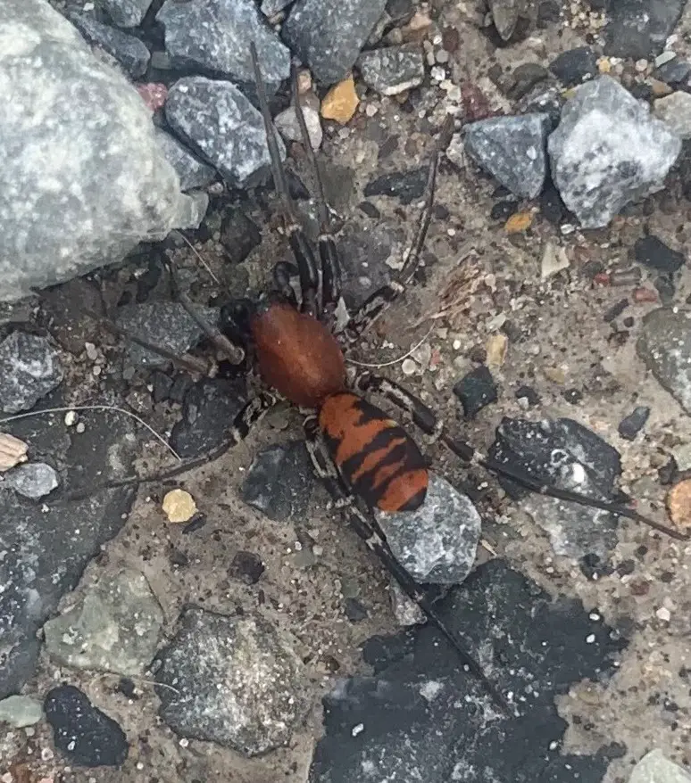 Castianeira alteranda found by Jennifer in Polson, Montana Orange spider with black stripes tiger spider ant mimic