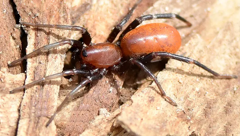 Castianeira alteranda - USA Spiders