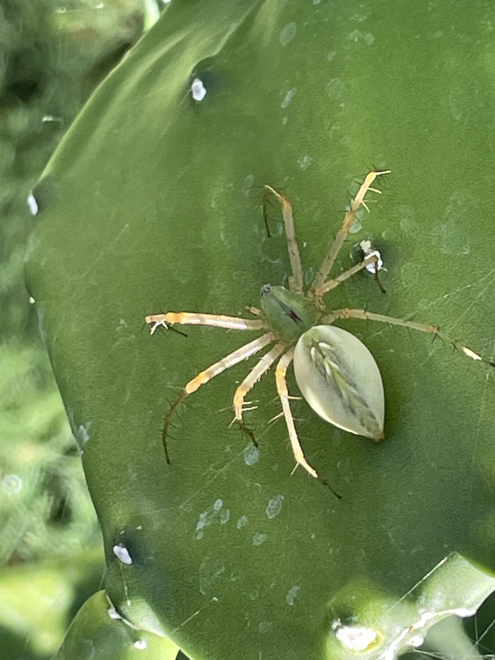 Giant Green Lynx Spider Venom: Is *Peucetia Viridans* Dangerous? - a2p2vr2