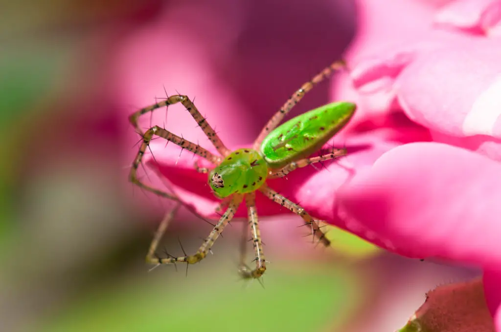 Female Green Lynx Spider Peucetia viridans in the United States