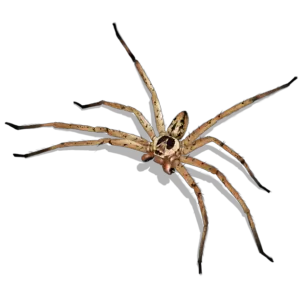 Heteropoda venatoria huntsman spider in the united states