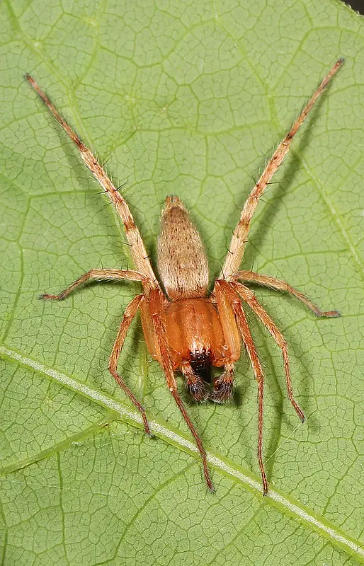 Range of Hibana- Ghost Spider in United States 