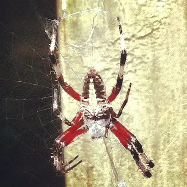 Neoscona domiciliorum - Red-femured Spotted Orbweaver in United States 