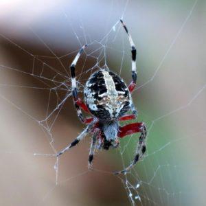 Paradise jumping spider sighted for the first time in Indiana