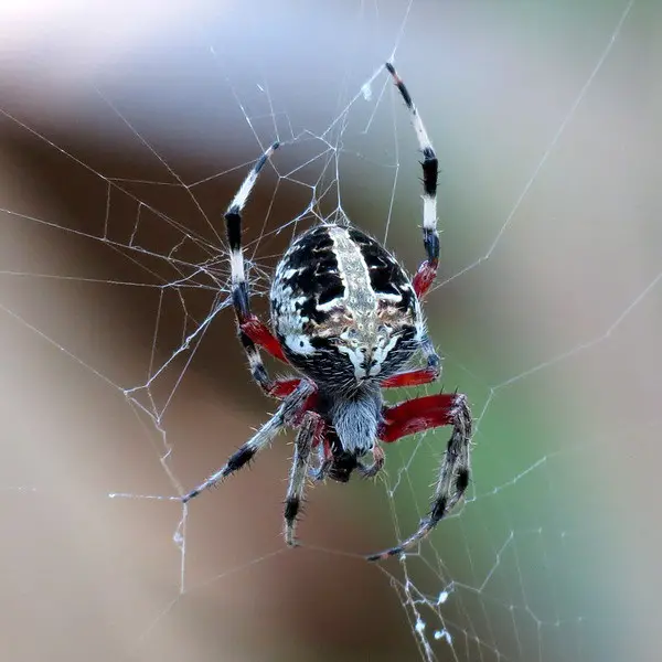 Neoscona domiciliorum red-femured spotted orbweaver found in Florida