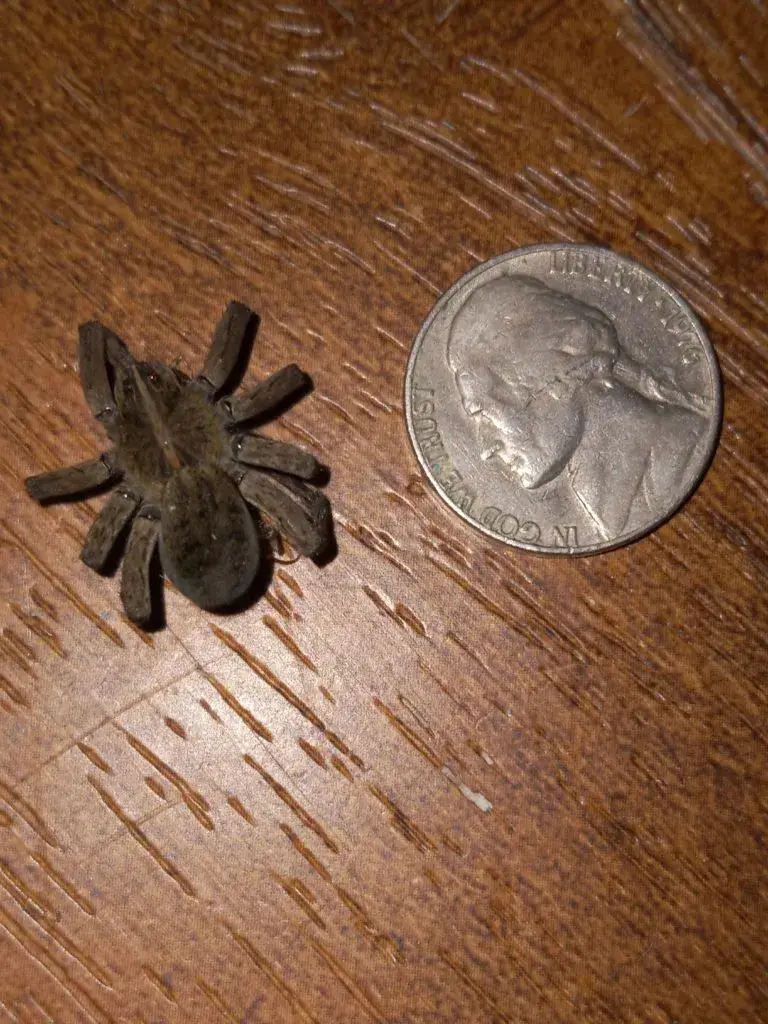 Coin-sized-Wolf-Spider-Kim-Kentucky