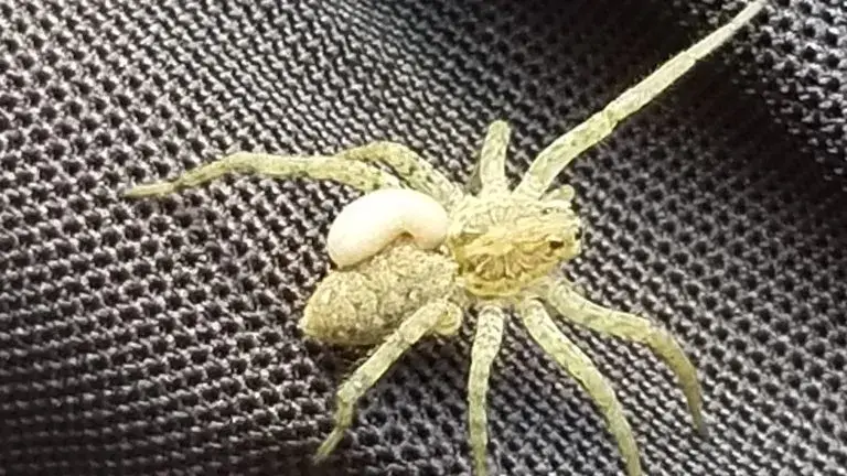 Light-Colored-Wolf-Spider-Tim-Texas
