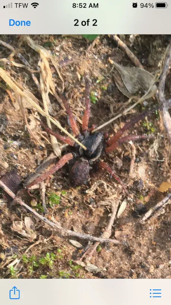 Nice-looking-color-and-pattern-Wolf-Spider-Rachelle-Arkansas