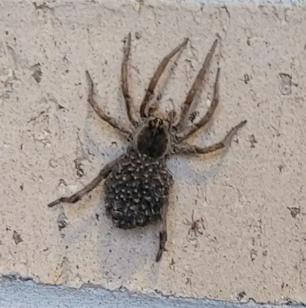 Lycosidae - Wolf Spider - USA Spiders