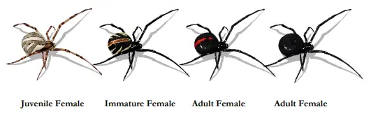 Common Spiders In North Carolina + Identification Guide!