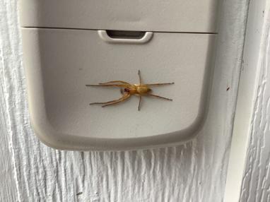 Hibana - Ghost Spider - USA Spiders