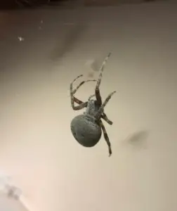 Neoscona crucifera - Spotted Orb Weaver - USA Spiders