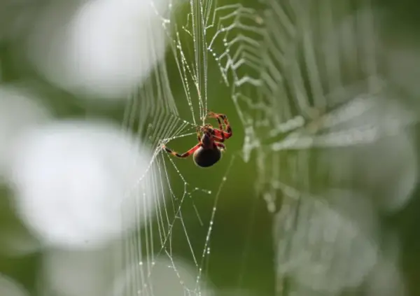 Neoscona Neoscona crucifera - Spotted Orb Weaver - USA Spiders