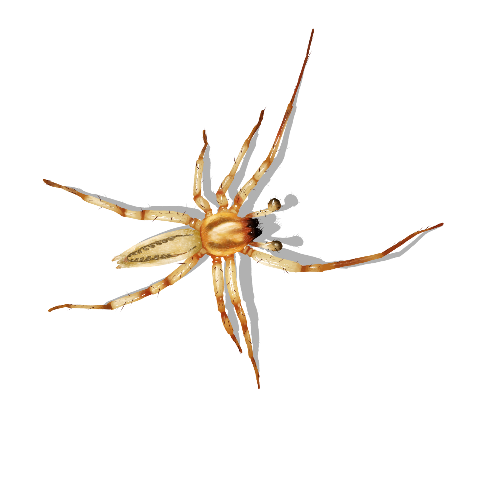 Anyphaenidae- Sac Spiders Archives - USA Spiders