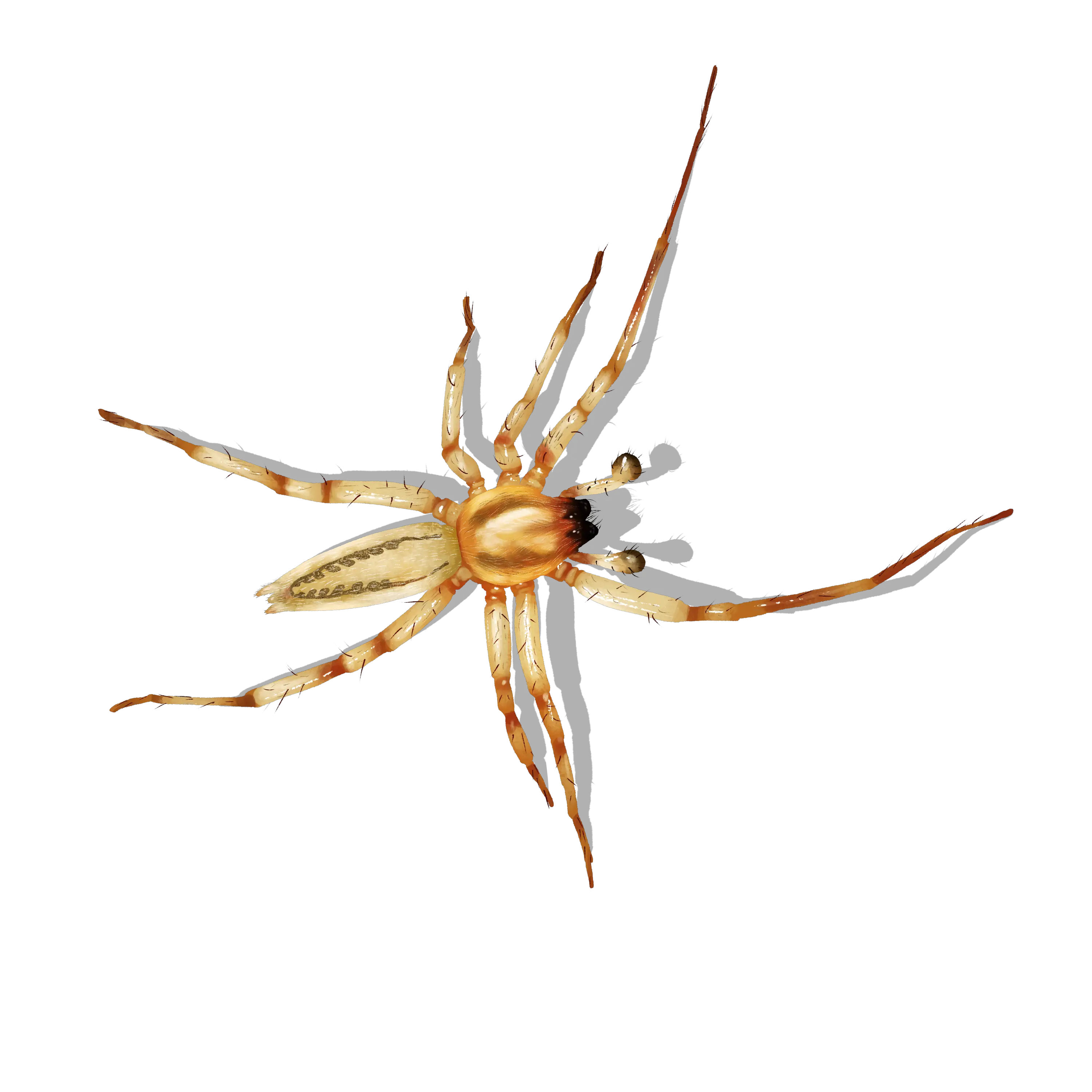 Hibana – Ghost Spider