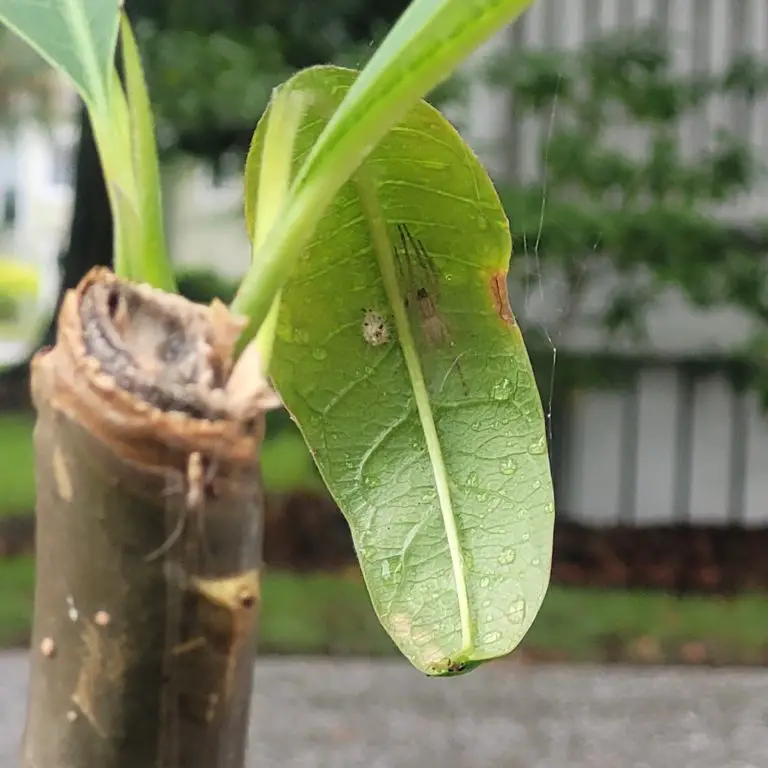 Ghost spider Hibana gracilis found by Christine in Charleston, South Carolina