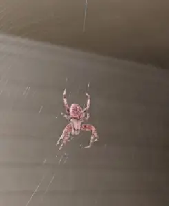 Neoscona crucifera - Spotted Orb Weaver - USA Spiders