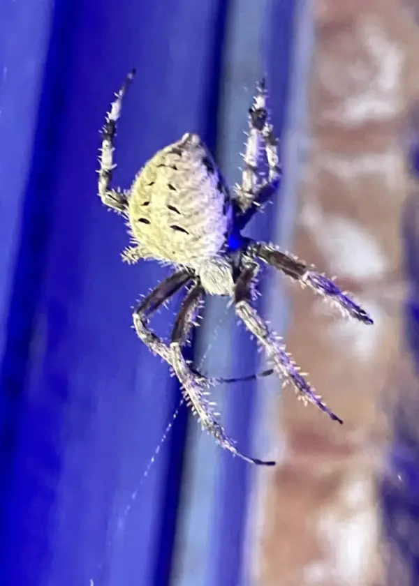 Neoscona Neoscona crucifera - Spotted Orb Weaver - USA Spiders