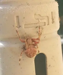 Neoscona crucifera - Spotted Orb Weaver - USA Spiders