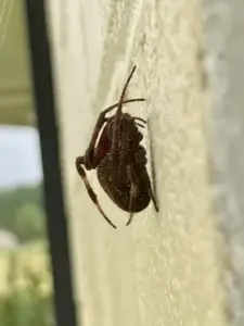 Neoscona crucifera - Spotted Orb Weaver - USA Spiders