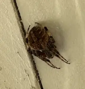 Neoscona crucifera - Spotted Orb Weaver - USA Spiders