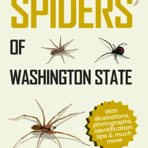 Washington Spiders Cover Image