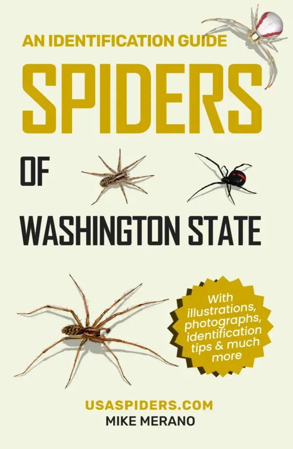 Washington Spiders Cover Image